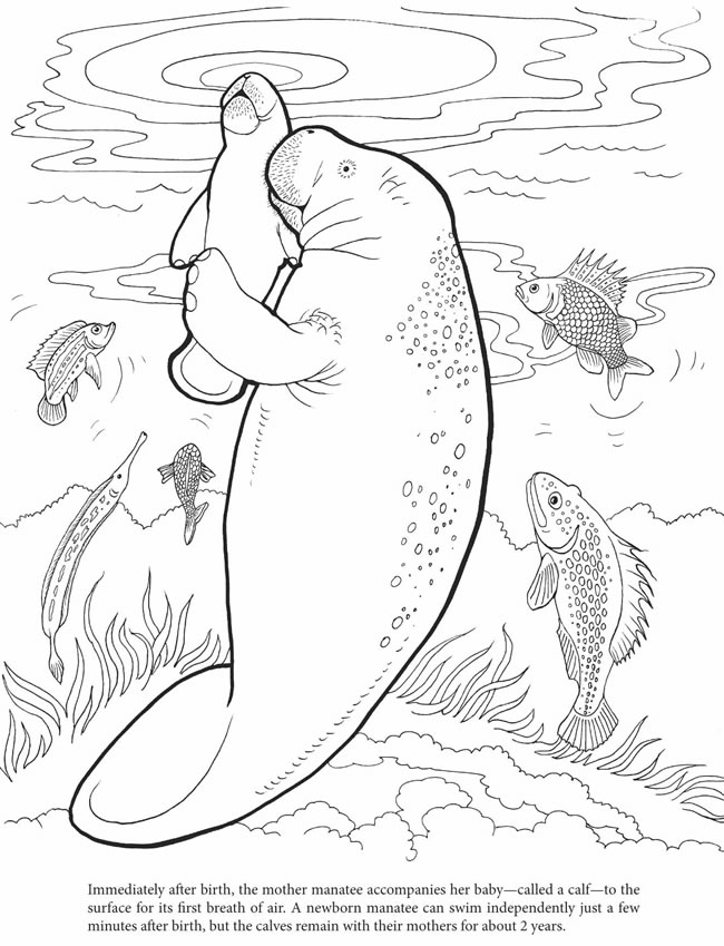 manatees coloring pages - photo #10