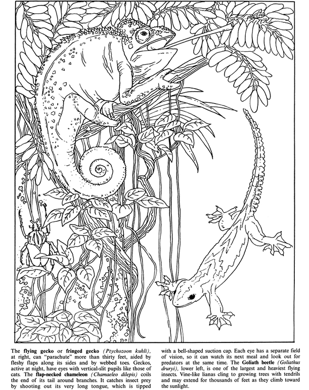 dover sampler coloring pages